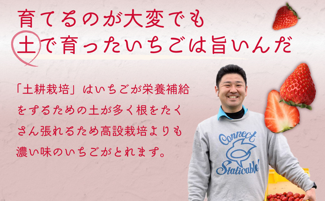 こだわりの土耕栽培で育てた味と香りが濃い苺「いばらキッス」を朝採れの新鮮なままお届け