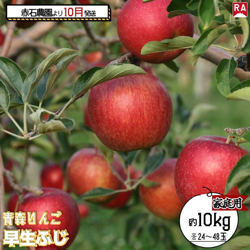 【ふるさと納税】りんご 【 10月発送 】家庭用 早生ふじ 約 10kg 【 弘前市産 青森りんご 果物 フルーツ 食後 デザート 早生りんご ジューシー シャキシャキ 】　お届け：2025年10月2日～2025年10月31日