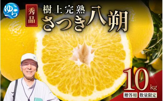 樹上 完熟 さつき 八朔 和歌山 由良産 秀品 10kg 贈答用 / はっさく 柑橘 フルーツ 果物 ※2027年4月上旬頃～４月中旬頃に順次発送予定【ksmt022-r-10】