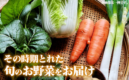 栽培期間中農薬化学肥料不使用 旬のココニコ無農薬野菜セット 7~8品 / 野菜 やさい 新鮮 旬 採れたて おいしい 産地直送 産直 露地栽培 こだわり 定番野菜 伝統野菜 めずらしい野菜 フレッシュ