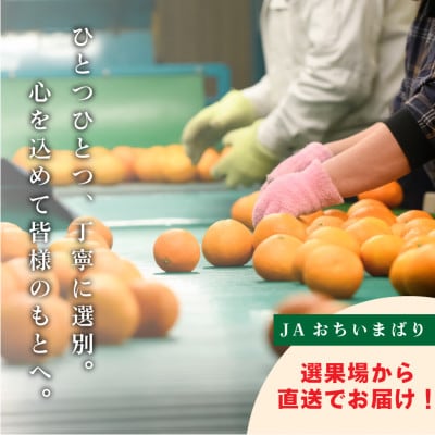 愛媛県今治産柑橘 甘平 レギュラー箱5kg シャキッと食感の大人気果物【C078】【配送不可地域：離島】