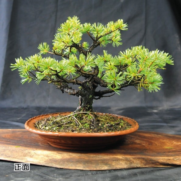 
            赤石の泉 赤石五葉松（鉢植え） D-9
          