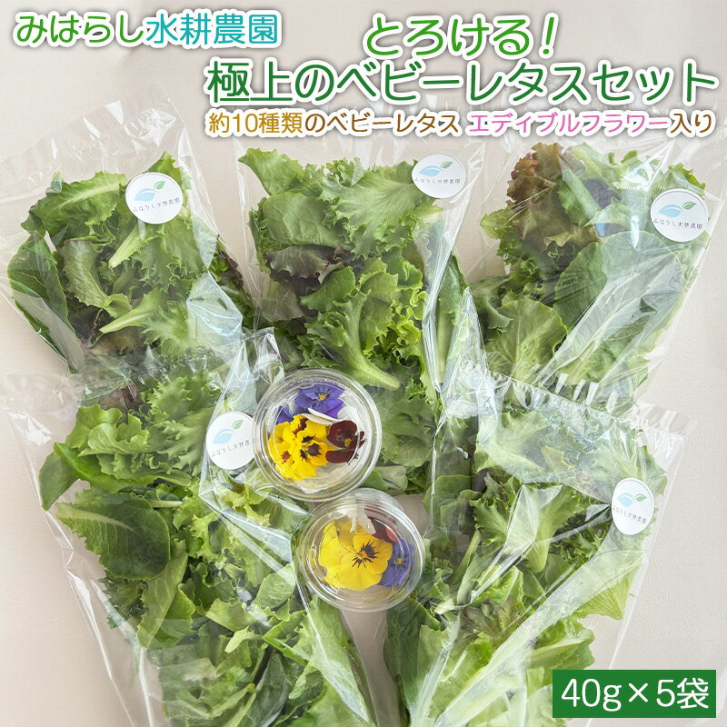 【ふるさと納税】とろける！極上のベビーレタスセット 約10種類のベビーレタス エディブルフラワー入り 山形市みはらしの丘 自家栽培 高級ベビーレタス アクアポニックス 農薬不使用 日持ち 安心安全 FY25-190