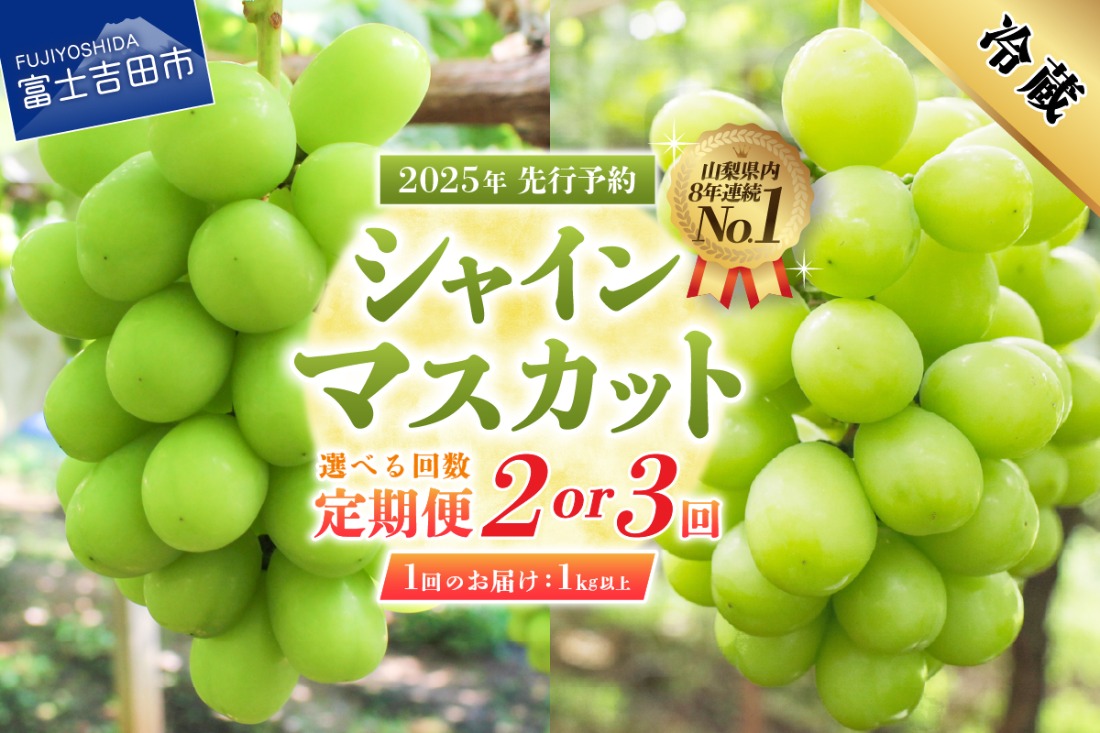 【2025年先行予約】【選べる定期便】 ジューシーで甘さ抜群 厳選シャインマスカット1kg以上 2回 3回 シャインマスカット ぶどう 果物 フルーツ 旬 山梨県 2025年 先行予約 山梨 富士吉田市