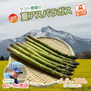 【ふるさと納税】【先行予約2024年産】マコト農園の夏アスパラガス！約1.5kg+100g（S～2L不揃い）【訳あり】【8月～9月発送】青森県鰺ヶ沢町産　アスパラガス・野菜・産地直送　お届け：2024年8月5日～2024年9月15日