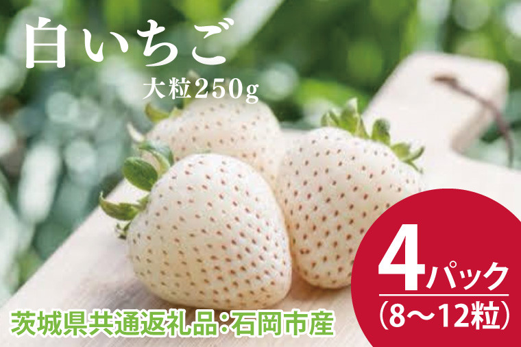 
【先行予約】白いちご 大粒250g（8〜12粒）×4パック（茨城県共通返礼品：石岡市産）合計約1㎏　※2024年12月初旬～2025年3月下旬頃に順次発送予定(CD004)
