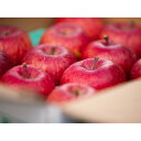 【ふるさと納税】6-018-020　山口さんちのりんご（サンふじ） 10kg【1月発送】　【果物類・林檎・りんご・リンゴ・果物・フルーツ・果物類・フルーツ】　お届け：1月