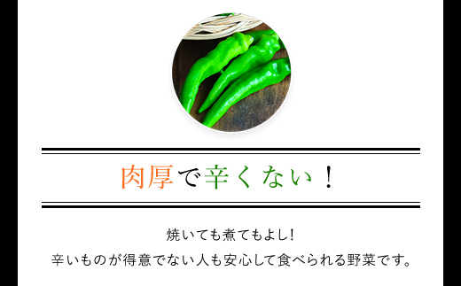【2025年6月下旬発送開始！】万願寺とうがらし 1㎏ / ふるさと納税 京野菜 野菜 旬の野菜 万願寺とうがらし 伝統野菜 京都 京都府 福知山市 FCDB039