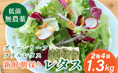 無農薬 レタス (2種類1.3kg) 無農薬野菜 MBF001