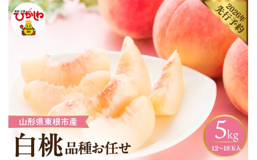 【2026年産先行予約】 採れたて白桃(品種お任せ)  約5kg (12～18玉) 山形県 東根市　hi026-056