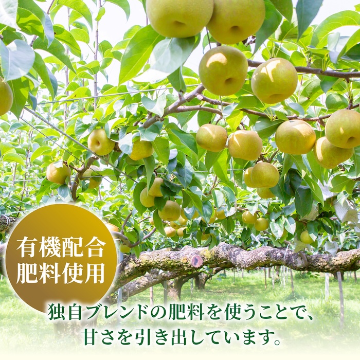 【先行予約】有機配合肥料使用 新興梨 10玉から16玉 2025年10月上旬から10月中旬 出荷予定【春光園】 梨 なし 果物 フルーツ