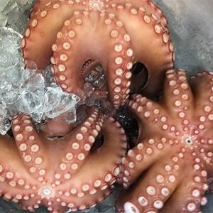 八幡浜発!竹中水産のたっぷり「浜茹で地蛸」三昧!1.5kg前後【F22-189】【配送不可地域：離島】【1043154】
