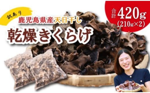 ＼訳アリ”／鹿児島県産天日干し乾燥きくらげ 合計420g 国産 訳あり 訳アリ 業務用 乾燥きくらげ 野菜 きのこ 健康 食物繊維 低カロリー エムズ わか農園 サラダ みそ汁 スープ 炒め物 煮物 和え物 鹿児島県 薩摩川内市 送料無料 AS-9109