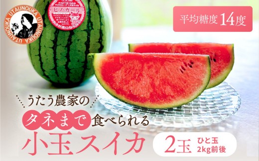 【先行予約】種ごと食べられる！小玉スイカ【ピノ・ガール】2玉（1玉2kg前後×2玉）※着日指定不可※離島への配送不可【西瓜 スイカ すいか 果物 フルーツ 鳥取県 北栄町 おすすめ 人気 送料無料】