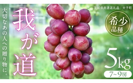 我が道 5kg (7～9房) 【2025年9月上旬発送開始】(茨城県共通返礼品：大子町) シャインマスカット ウインク 葡萄 ブドウ ぶどう 果物 フルーツ 希少 新品種