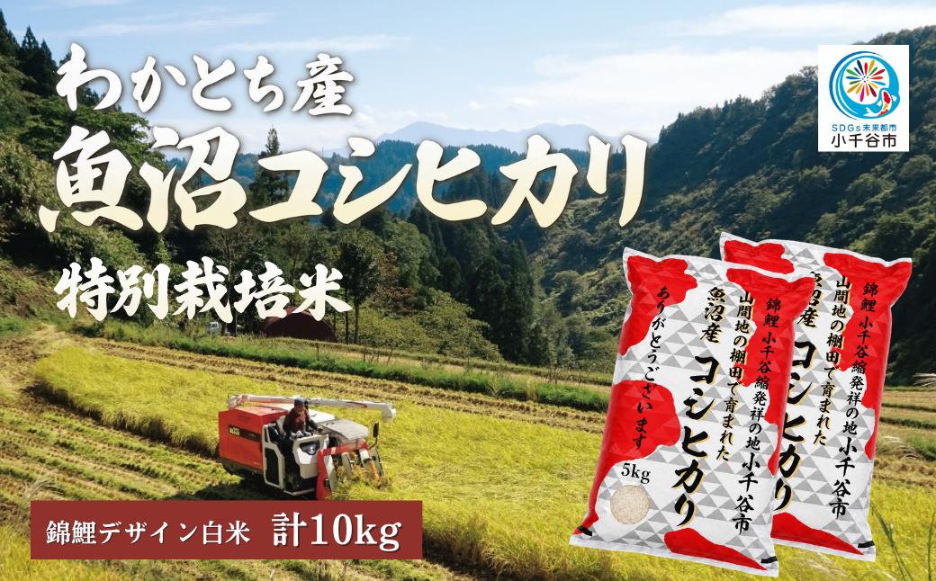 
                  【錦鯉デザイン コシヒカリ 10kg】令和8年産 新米 魚沼産コシヒカリ 特別栽培米 棚田米 精米10kg（5kg×2袋）錦鯉発祥の地・小千谷産 | 魚沼産こしひかり 魚沼コシヒカリ 新潟県産コシヒカリ こしひかり 特別栽培米 棚田米 錦鯉 縁起物 内祝い お米 米 白米 精米 新潟県 小千谷市 【0002-0166】
                