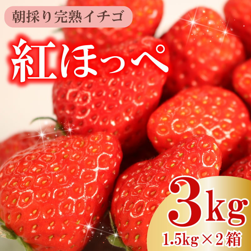 【ふるさと納税】 【令和8年3月発送】 朝摘み 紅ほっぺ 3kg セット 果物 いちご イチゴ 苺 フルーツ 果物 ストロベリー おやつ 直送 ギフト 甘い ブランド ジャム スムージー 健康 ビタミン デザート 朝採れ 産地直送 美味しい 静岡 イチゴイチエ石神農園 静岡県 牧之原市