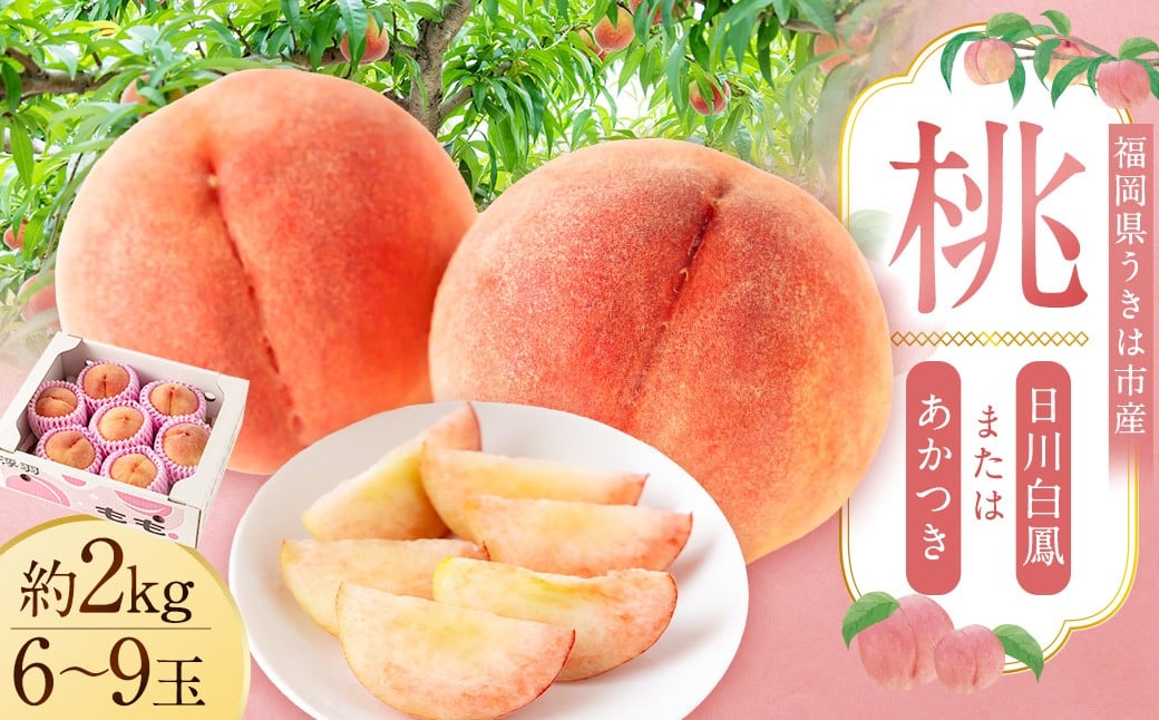 
            桃 （  日川白鳳 ・ あかつき ） 約2kg （ 6ー9玉） 【2026年7月上旬ー8月上旬発送予定】　 もも モモ フルーツ 果物 くだもの 福岡県産 国産 福岡県 うきは市
          