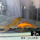 【ふるさと納税】 鉄魚　2匹（10cm前後） ／ 生き物 さかな 天然記念物 送料無料 埼玉県 No.206