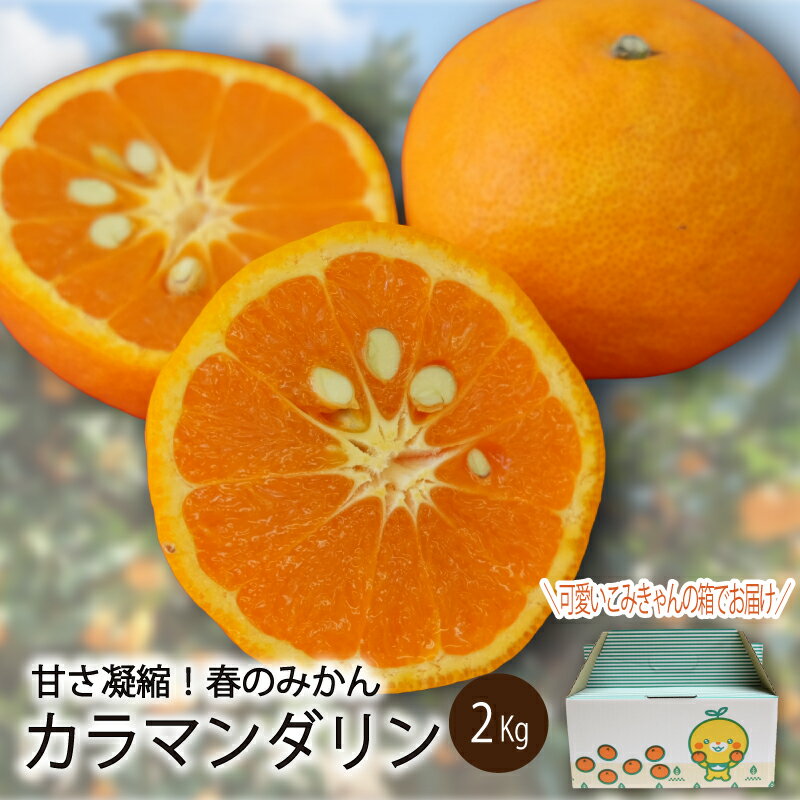 【ふるさと納税】　【順次発送】 カラマンダリン 2kg（2L～S）｜ カラマンダリン 柑橘 カラマンダリン 春のみかん 愛媛県産 ミカン みかん ミカン mikan 蜜柑 柑橘 フルーツ 果物 くだもの お取り寄せ 産地直送 数量限定 人気 おすすめ 送料無料 愛媛県 松山市