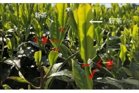 掛川 くき茶 100ｇ × 10袋 ・ 計1㎏ （ 深蒸し掛川茶 ） 山英 深蒸し茶 6319