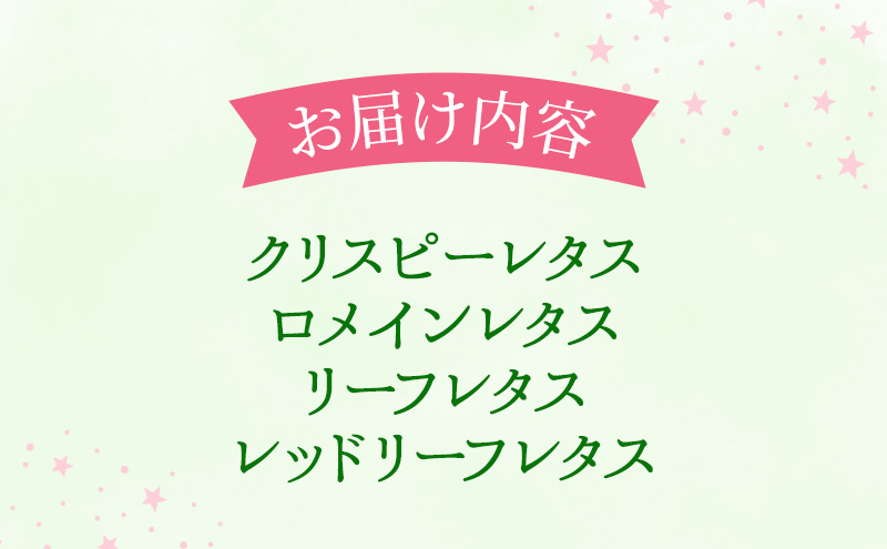 【水耕栽培】星のブーケレタス4種セット(中)(クリスピーレタス 2株、ロメインレタス 2株、リーフレタス 2株、レッドリーフレタス 1株