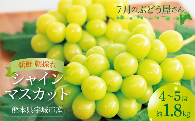 
            7月のぶどう屋さん 新鮮朝採れシャインマスカット 4～5房 (約1.8kg) 【2025年7月下旬から2025年9月上旬頃発送予定】松川果樹園 マスカット ギフト 贈答用 種なし ぶどう 葡萄 国産 九州 熊本県 宇城市 皮ごと食べられる レビューキャンペーン
          