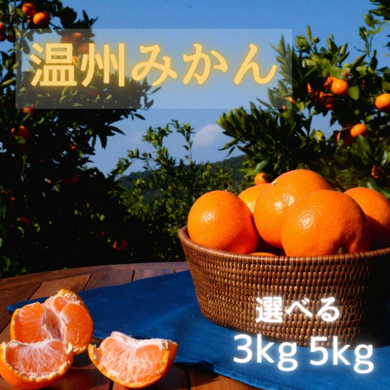 【ふるさと納税】【先行予約】温州みかん 【選べる容量3kg 5kg】 ※11月下旬以降随時発送予定 /田辺市 和歌山 みかん ミカン 柑橘 温州みかん フルーツ オレンジ