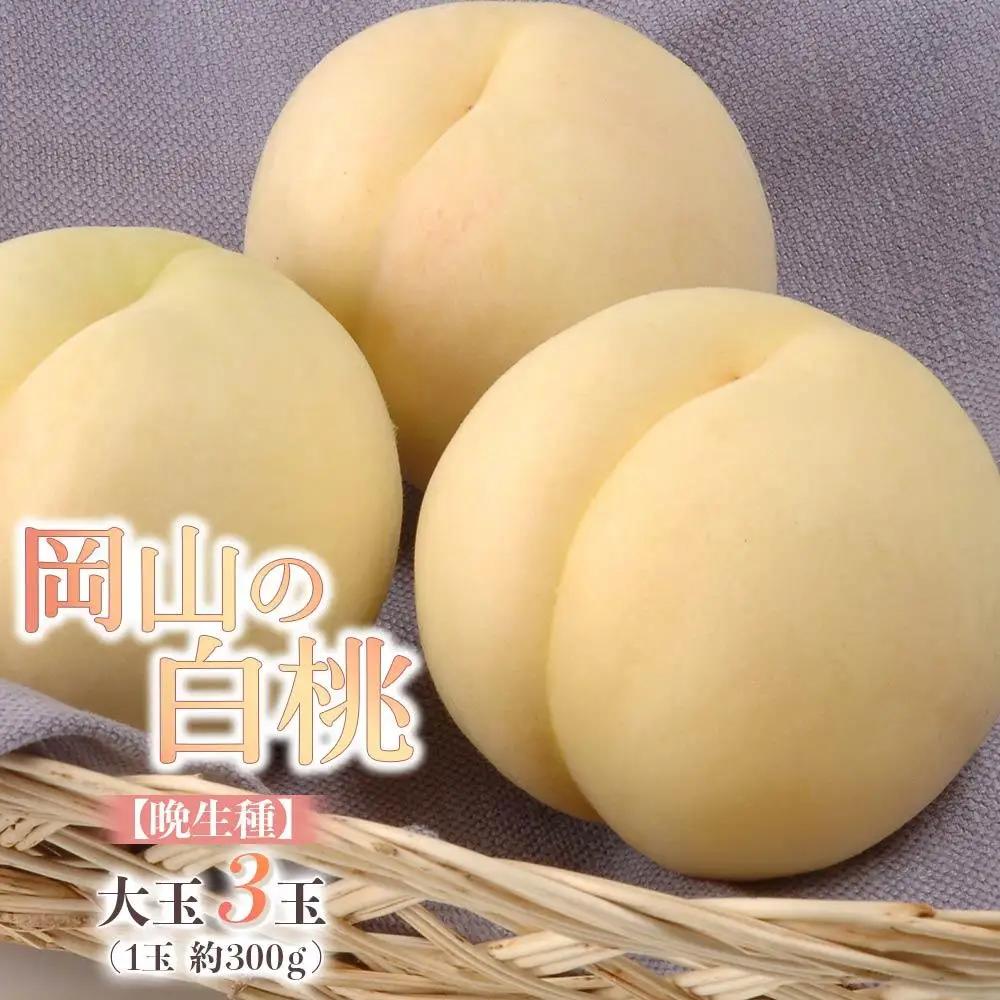 桃 2027年 岡山の 白桃 大玉3玉（晩生種）（1玉約300g） もも モモ 岡山県産 国産 フルーツ 果物 ギフト