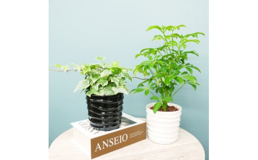 ハイミニみなも2個セット&栄養剤＜オススメの観葉植物でお届け＞【1604400】