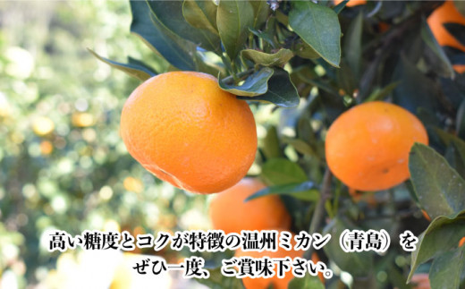 【数量限定】高糖度系 温州みかん(青島) 約10kg【長崎ぶんたんの会】 [OAF006] / 完熟 ミカン 柑橘 果物  フルーツ みかん 柑橘類 温州みかん 高糖度 青島ミ蜜柑