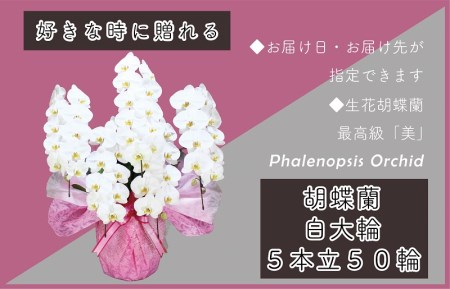 5本立て 胡蝶蘭 50輪～60輪 白色【木製大型木札 または メッセージカード 付き】