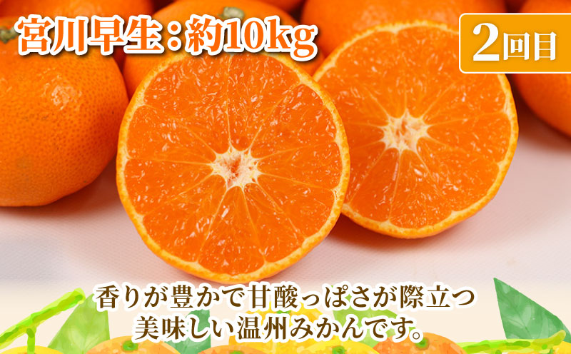旬の 温州みかん 10kg × 3回 定期便 矢野青果 準贈答用 極早生 宮川早生 南柑20号 みかん mikan 愛媛みかん 愛媛ミカン 愛媛蜜柑 果物 くだもの フルーツ 濃厚 甘い 甘味 さっぱ