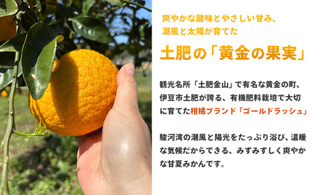 【26年発送・先行予約＆数量限定】甘夏みかん「ゴールドラッシュ」約5kg（皮むき器付き） | 甘夏 甘夏 みかん オレンジ みかん