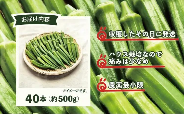 トロッとおいしいオクラ＜40本、約500g＞　40P3223【ひない渡辺農園しどけ村】