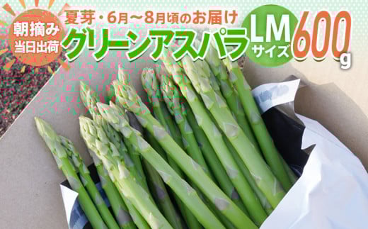アスパラガス 夏芽 LM 600g【6月から8月お届け】BT11