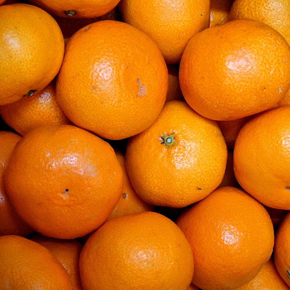 有田の旬の食べごろみかん約10kg（サイズ混合）（秀・優品混合）★2026年11月下旬頃より順次発送 ［TM227］XH92278