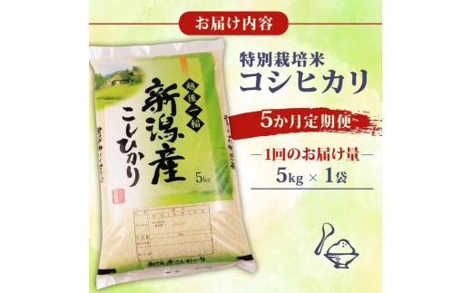 【令和8年産 先行予約】12月発送 新米 コシヒカリ 定期便 5kg 5か月 新潟 特栽米 新潟県産コシヒカリ 新発田産 新潟 ふるさと納税 米 お米 おこめ アグリ中俵 新潟県 新発田市 nakat