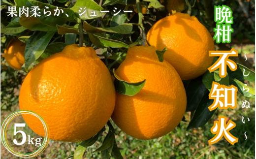 【先行予約】晩柑 不知火　5kg【2月上旬以降順次発送予定】 / 和歌山県 田辺市 みかん 晩生 柑橘