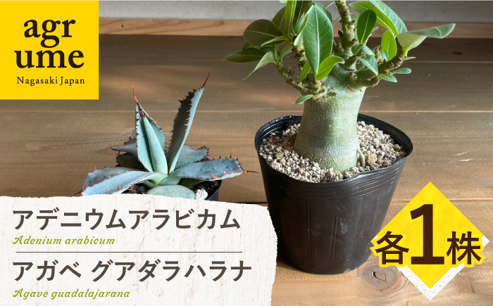 
                  アデニウム アラビカム & アガベ グアダラハラナ Adenium arabicum ＆ Agave guadalajarana 各1株 長与町/アグリューム [EAI210]
                