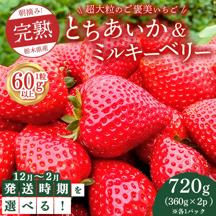 【ふるさと納税】【先行予約】【選べる発送月】1粒60g以上！超大粒の《ご褒美いちご》朝摘み完熟とちあいか＆ミルキーベリー紅白セット 720g(360g×各1p)　※離島への配送不可