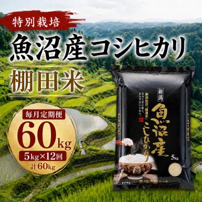 ふるさと納税 小千谷市 【毎月定期便】魚沼産コシヒカリ 特別栽培 棚田米 精米5kg全12回