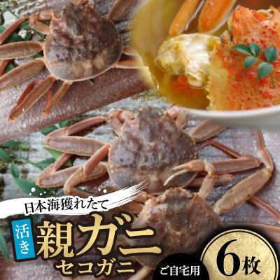 ふるさと納税 智頭町 【先行予約】【活き】日本海獲れたて親ガニ(セコガニ)6枚　※11月中旬から順次発送