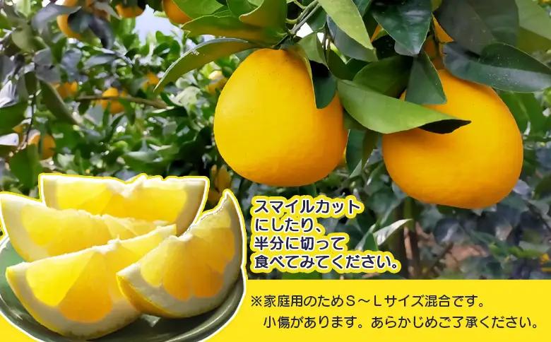 ＜天晴晩柑（河内晩柑）約10kg 愛媛県明浜産 ＞ 家庭用 果物 柑橘 みかん 和製 グレープフルーツ 食べて応援 特産品 愛媛県 西予市【常温】『2026年4月上旬～5月下旬迄に順次出荷予定』AAN