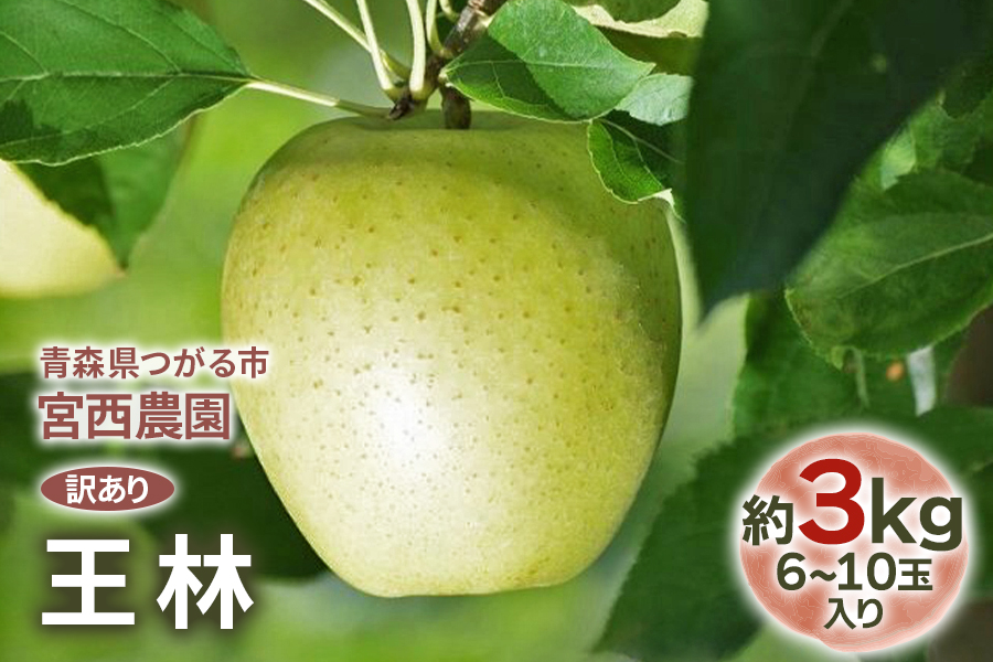 [訳あり] 王林【約3kg 6から10玉入り】芳醇な香りの青りんご｜ 令和8年 2026年 訳アリ 訳あり 家庭用 青森産 津軽 つがる りんご リンゴ 果物 フルーツ 王林 おうりん 青森りんご マ