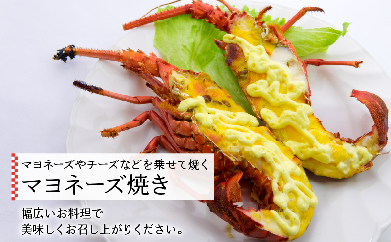 沖永良部島直送！素潜り漁師オススメの冷凍伊勢海老 約2kg（3〜7匹）！　W030-011u