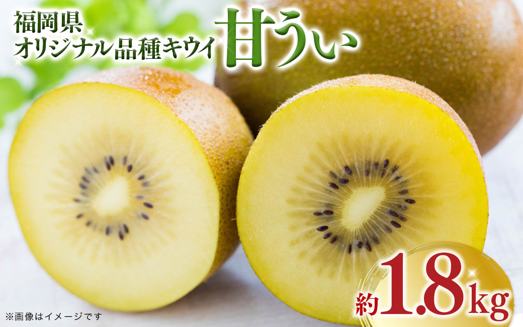 【先行受付：2025年11月頃発送開始】 福岡限定品種キウイ「甘うぃ」約1.8kg 先行受付 キウイ キウイフルーツ フルーツ 果物 くだもの 甘い 高糖度 希少 オリジナル品種 新品種 新ブランド 全国1位