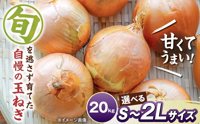 
                  【選べるサイズ】玉ねぎ20kg S～２Lサイズ  玉ねぎ たまねぎ タマネギ 玉ねぎ 玉葱 オニオン 旬 玉ねぎ 人気 おすすめ 滋賀県長浜市/柏本農園株式会社 [AQDZ013]
                
