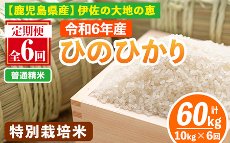 isa517-A 【定期便6回】 ＜普通精米＞令和6年産 鹿児島県伊佐産 特別栽培ひのひかり(計60kg・10kg×6ヵ月) 国産 白米 精米 伊佐米 お米 米 生産者 定期便 ひのひかり 新米【Farm-K】