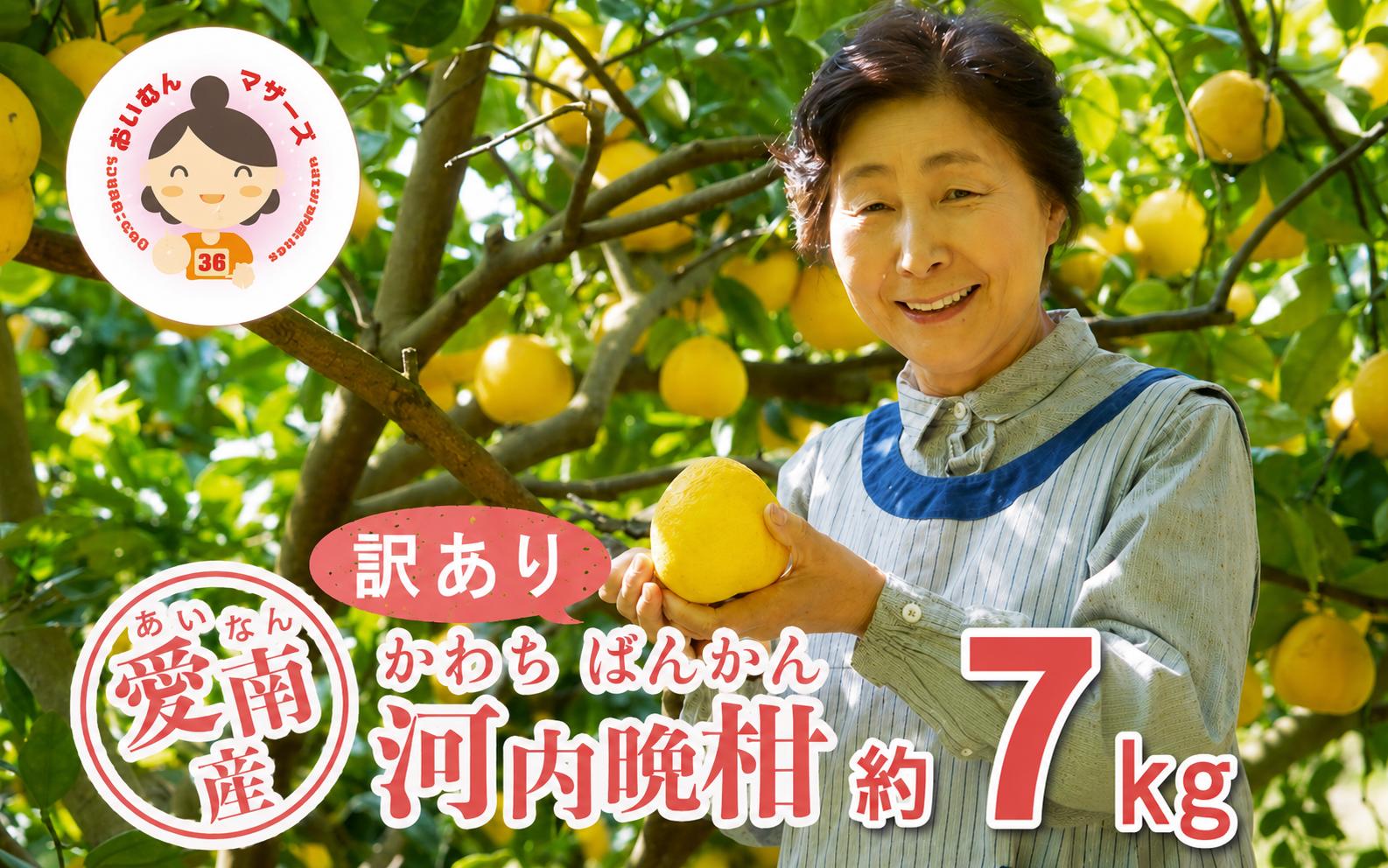 
                  数量限定 訳あり 河内晩柑 7kg 7000円 みかん わけあり かわちばんかん mikan 蜜柑 ミカン 愛南ゴールド あいなん ゴールド 文旦 派生 和製 グレープフルーツ 産地直送 国産 農家直送 期間限定 特産品 ゼリー ジュース アイス 等に 人気 限定 甘い さわやか フルーツ 果物 柑橘 規格外 あいなんマザーズ 愛南町 愛媛県
                